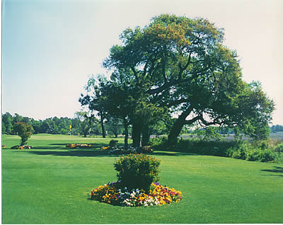 Marsh Harbour Golf Links Course Photo Hole #9 Green located in Marsh Harbour Golf Links Course Photo Hole #9 Green located in